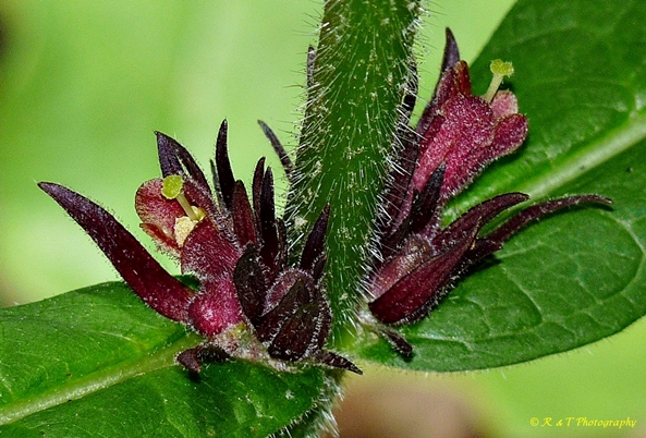 {Triosteum aurantiacum}